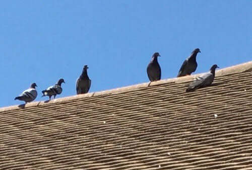 Feral pigeons