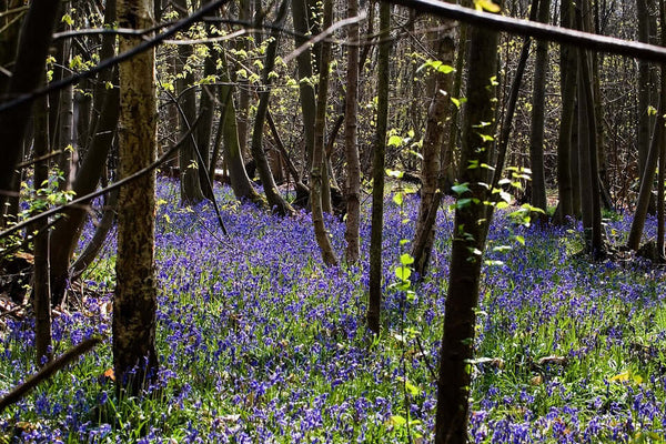 Bluebell Wood