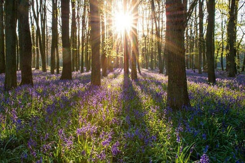 Gorgeous still woodland with a floor covered with bluebells and sun shining through the trees.