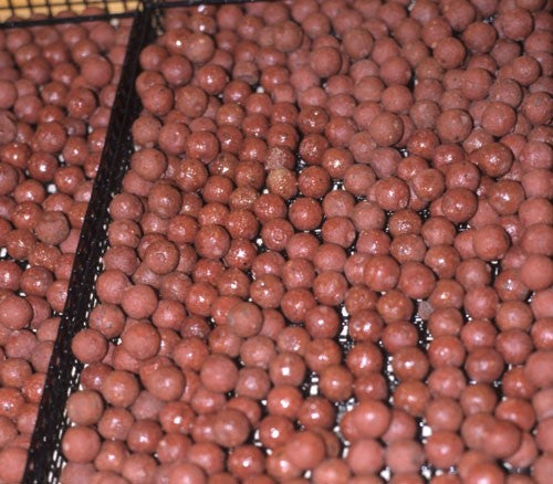 Rows and rows of red boilies.