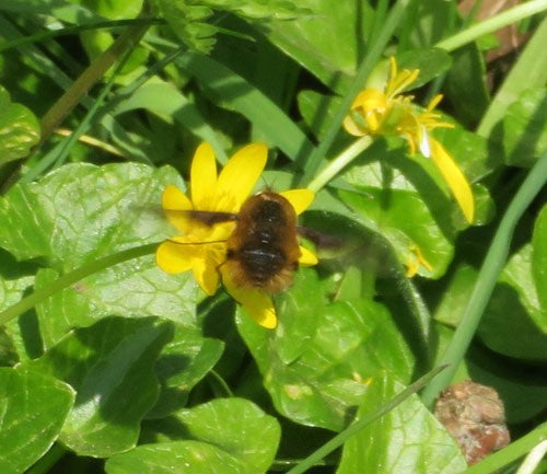 A Dark-edged Bee Fly on a yellow flower.