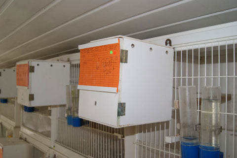 Cage bird breeding boxes