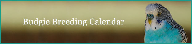 Budgie breeding calendar