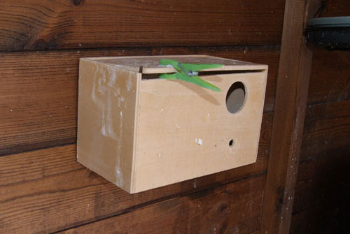 Budgie breeding Box