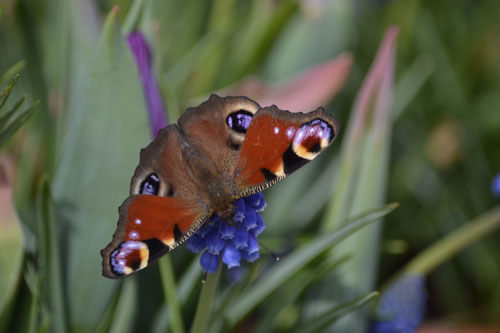Butterfly-on-flower