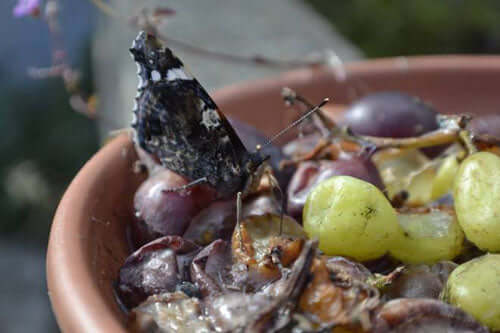 Butterfly-on-grapes