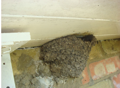 House Martins nests