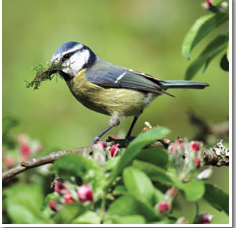 View this blog to find out how wild birds make their nest successfully