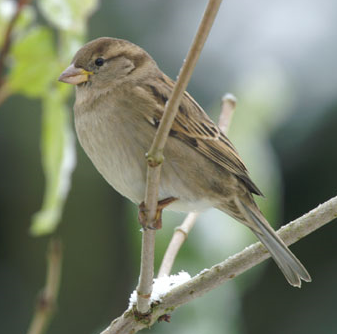 House Sparrow eat niger seeds and fatballs, mealworms