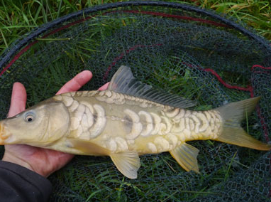 Mirror carp was netted