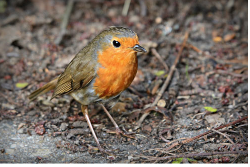 Robins feed freely and will enjoy, Fat Robin Mix, & songster food