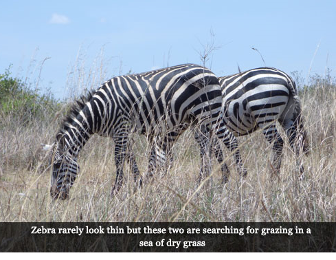 Zebras grazing in a sea of dry grass