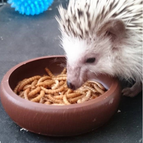 Hedgehog eating live mealworms