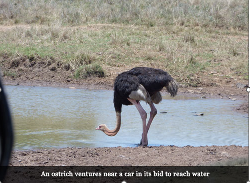 An ostrich ventures to reach water