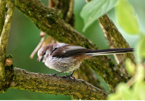 Long tailed tit will eat suet pellets, Mealworms