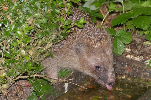 We are lucky enough to see nature and wildlife outside our office window