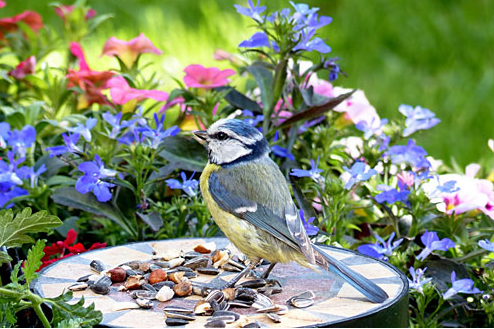 Blue tits love Sunflower hearts, suet pellets and peanuts