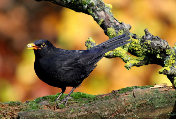 Song thrushes, robins & blackbirds should be singing sweetly at this time of year