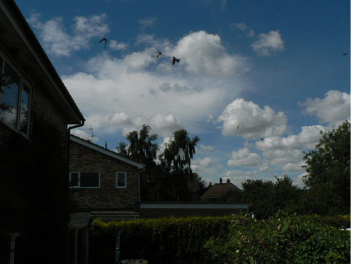 61 active house martins nest already in progress