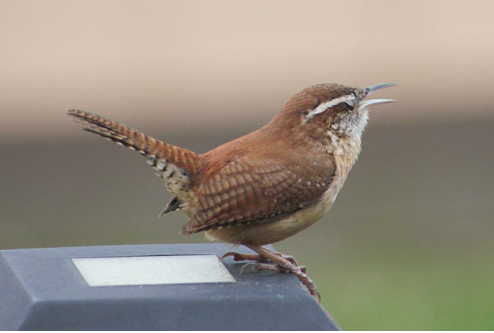 Wrens will eat insects, berries, autumn & winter mix and suets