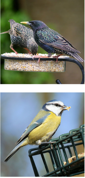 Starlings and a Blue tit, keep a garden list of the birds in your garden