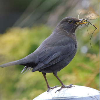 Blackbird building a nest