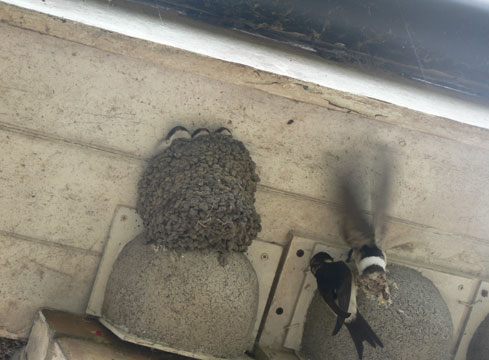 Each brood will have about three young each nest