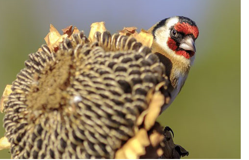 Attract Goldfinches into your garden with Haiths Niger Seed & goldfinch & siskin mix