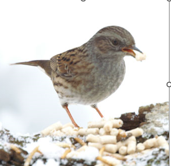 Look out for winter thrushes, Fieldfares & Redwings in the winter