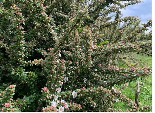 The flowers and bushes are in full flower and encouraging butterflies and bees