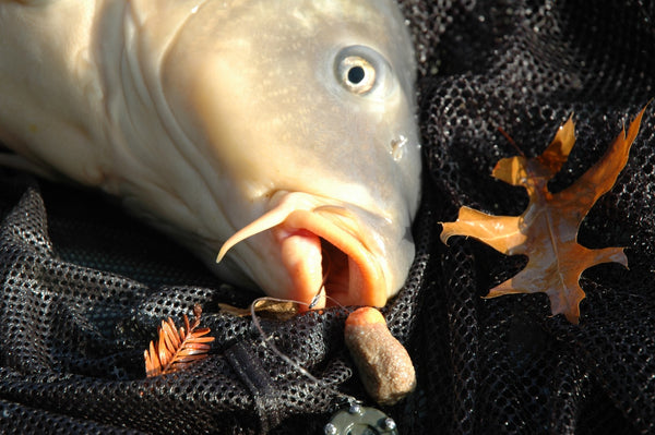 Large fish caught using homemade fishing bait.
