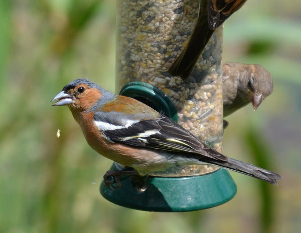 Birds feeding from a seed feeder.