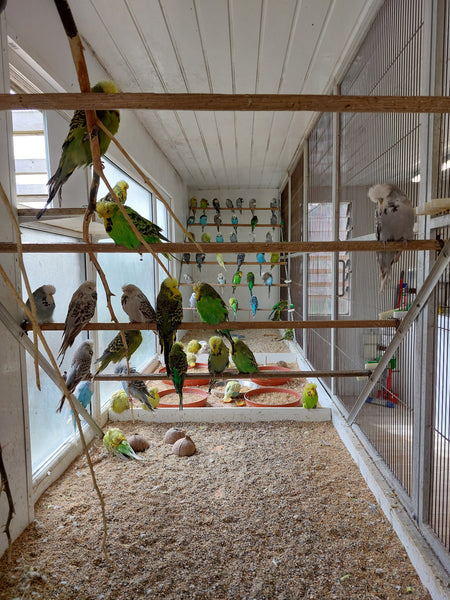 Chris Snell's Aviary - a large space filled with rows of different coloured budgies.