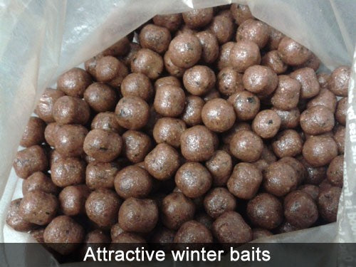 Lots of round, brown, shiny fishing boilies.