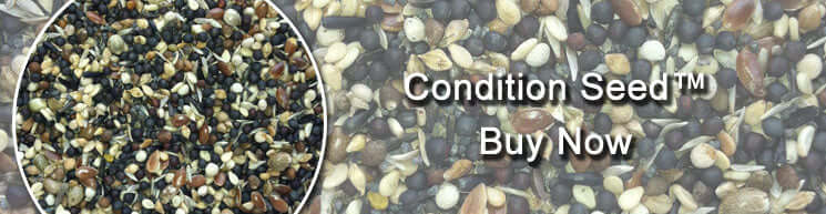 Condition Seed for cage and aviary birds