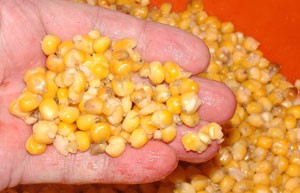 Hand holding yellow maize grains.