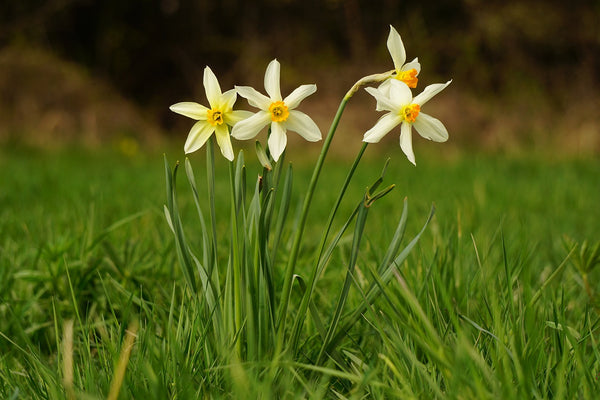 3 pastel yellow daffodils.