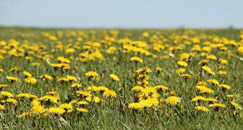 Field full of bright yellow dandelions.