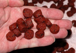 A hand showing dark red, dice shaped fishing bait.