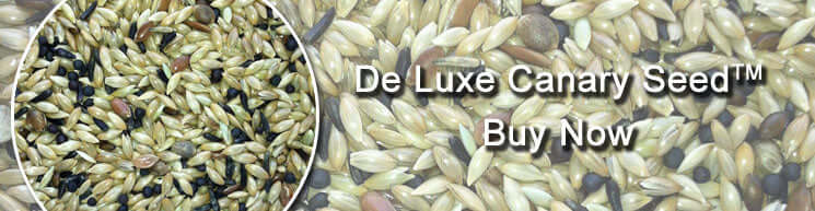 De Luxe Canary Seed