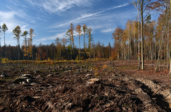 A bare piece of land where trees used to be.