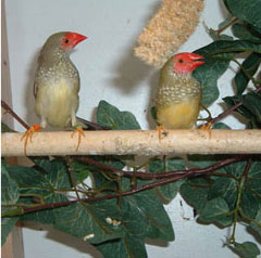 Foreign Finches