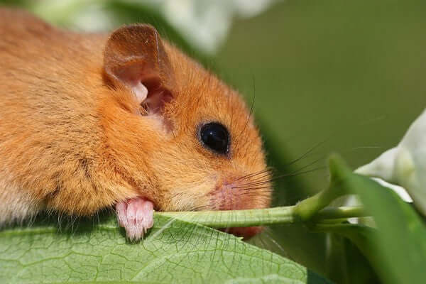 Dormice