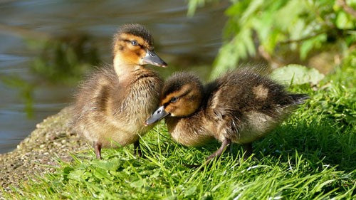 Two ducklings next to water.