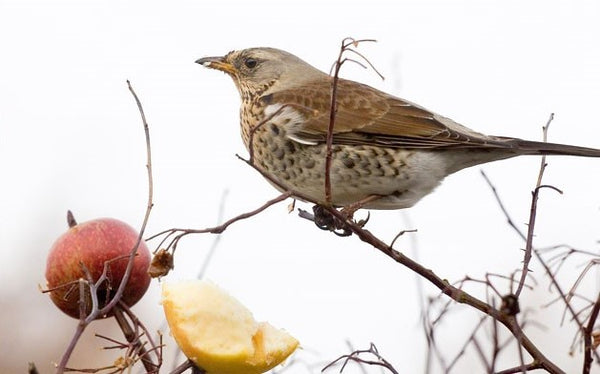 Fieldfare in a tree next to some fruit.