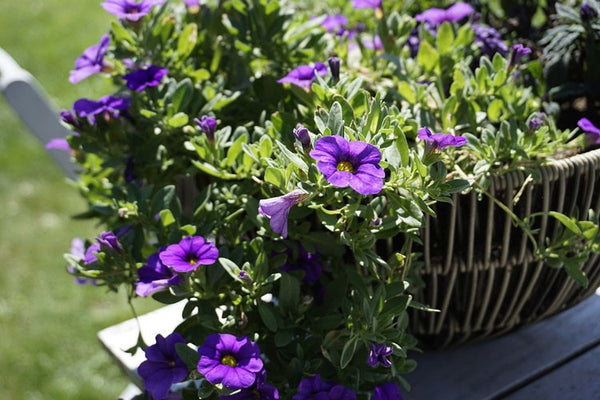 Basket filled with small purple flowers.