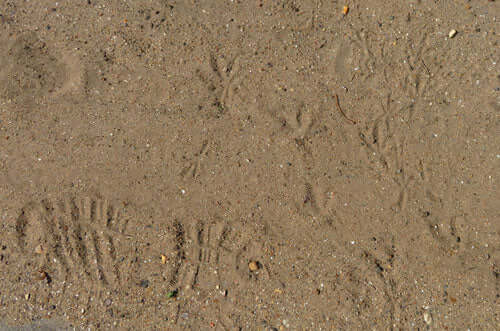 Foot-prints-in-dry-soil