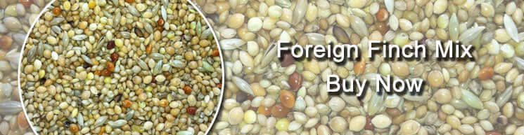 Foreign Finch Mixture