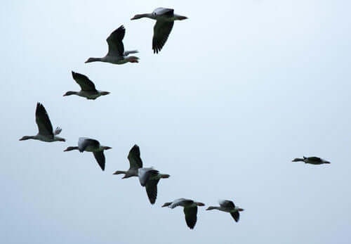 Starling formation