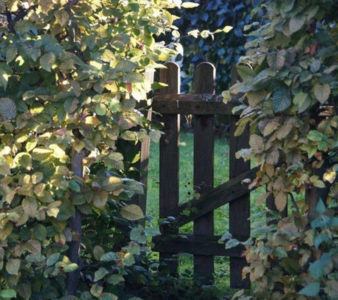 Hidden gate covered by green leaves and foliage.